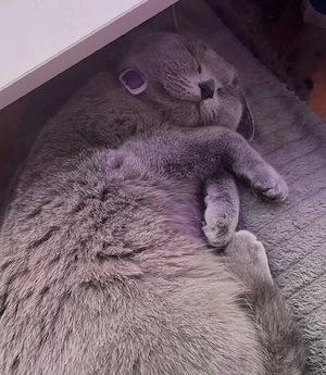 BKH & BLH Katzen im Doppelpack Bild 4