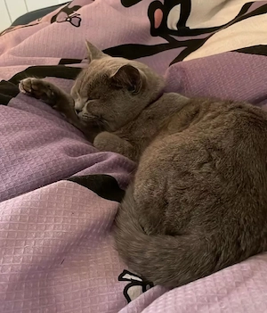 BKH & BLH Katzen im Doppelpack Bild 2