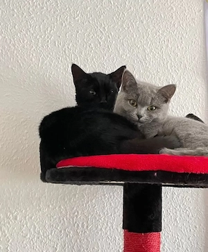 BKH & BLH Katzen im Doppelpack
