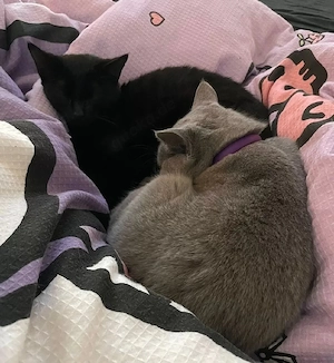 BKH & BLH Katzen im Doppelpack Bild 3