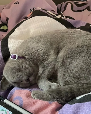 BKH & BLH Katzen im Doppelpack Bild 5