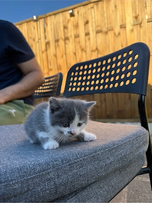 Babykatzen abzugeben 