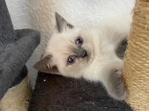  BKH Kitten weiblich   Blue Point & Silver Shaded   