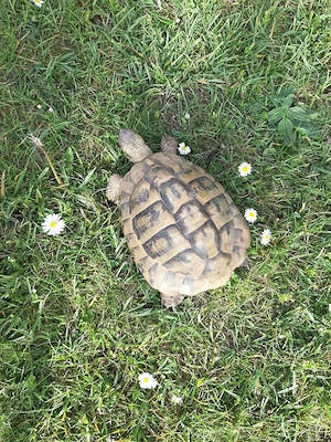 griechische männliche Landschildkröte.