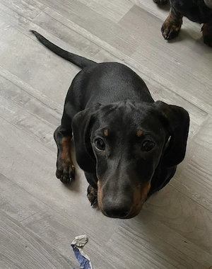 Dackel suchet Familie 
