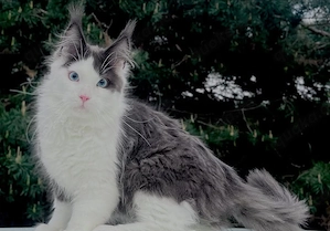 Maine-Coon