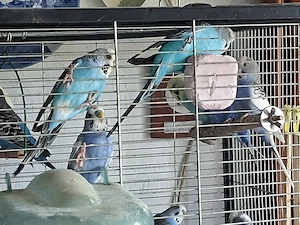wellensittiche zu verkaufen  Bild 2