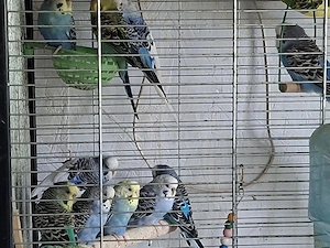 wellensittiche zu verkaufen  Bild 3