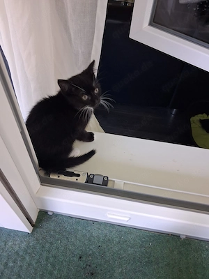 Junges katzenmädchen sucht liebevolles zuhause