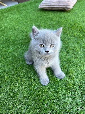 Baby Katze BKH  Bild 2