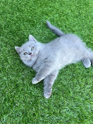 Baby Katze BKH  Bild 4