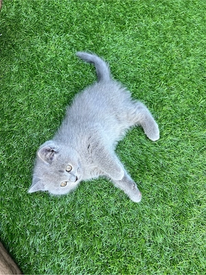 Baby Katze BKH  Bild 5