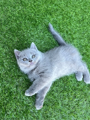 Baby Katze BKH  Bild 3