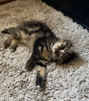 Kleine Britisch Kurzhaar Katze abzugeben 