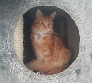 Wunderschöne Maine-Coon-Katze