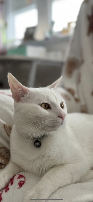 Katzen (boy) 1,5 years old 