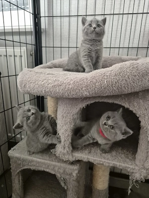   Liebevolle BKH-Kitten suchen ein schönes Zuhause  