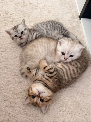 Britisch Kurzhaar Kitten