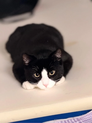 Hauskatze   Tuxedo Katze