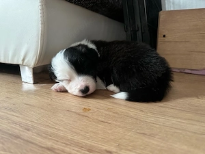 Reinrassige Border Collie Welpen dürfen reserviert werden