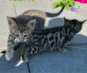 Bengal Mix Kitten