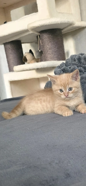 Bkh Kitten