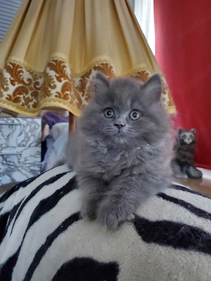 Kater Kitten Katze