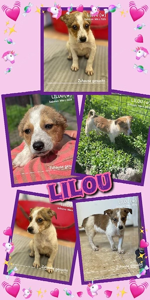 wunderschönes Welpenmädchen "Lilou" sucht ein liebevolles Zuhause