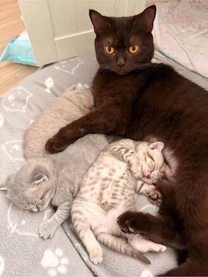 Britisch Kurzhaar Kitten