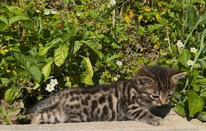 Bengak mix Kitten