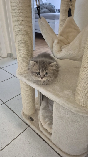 Britische Katze (Zum abholen bereit 3 Monate Alt) 