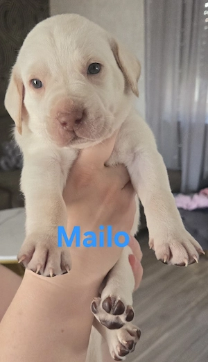 Multimix Welpen Labrador - Königspudel - Weimaraner