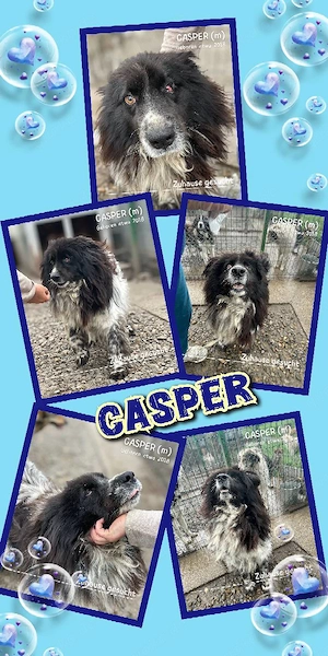sehr lieber, verschmuster, menschenbezogener, schöner Rüde "Casper" sucht ein Zuhause