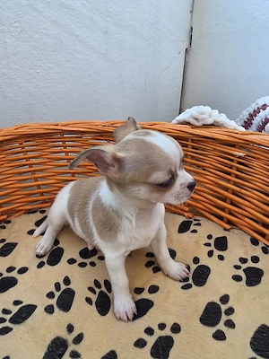 Reinrassige Chihuahua welpe