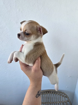 Reinrassige Chihuahua welpe 