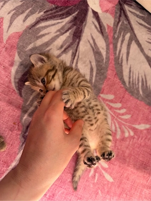 Katzenbaybe BKH