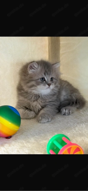 Bkh kitten suchen liebevolles neues Zuhause  Bild 8