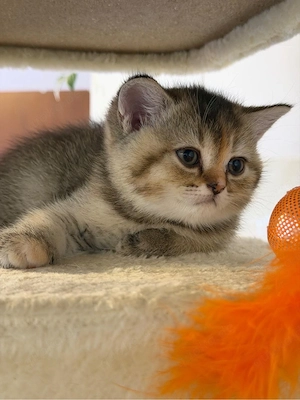 Bkh kitten suchen liebevolles neues Zuhause  Bild 6