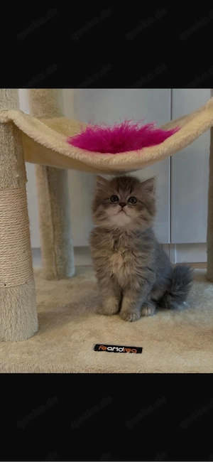 Bkh kitten suchen liebevolles neues Zuhause  Bild 2
