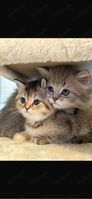 Bkh kitten suchen liebevolles neues Zuhause  Bild 7
