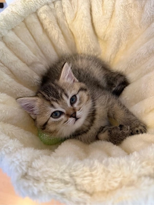 Bkh kitten suchen liebevolles neues Zuhause  Bild 5