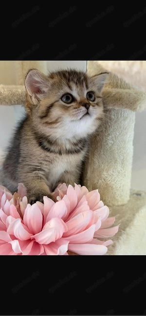 Bkh kitten suchen liebevolles neues Zuhause 