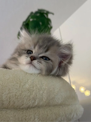 Bkh kitten suchen liebevolles neues Zuhause  Bild 4
