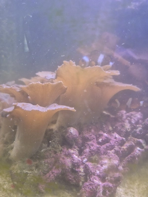 Korallen Meerwasser 