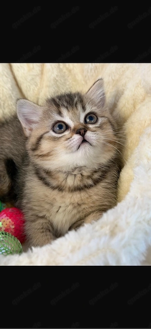 Bkh kitten suchen liebevolles neues Zuhause  Bild 10
