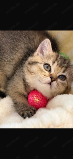 Bkh kitten suchen liebevolles neues Zuhause  Bild 9