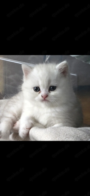 Reinrassige Bkh Kitten 