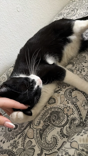 Kleine Katze
