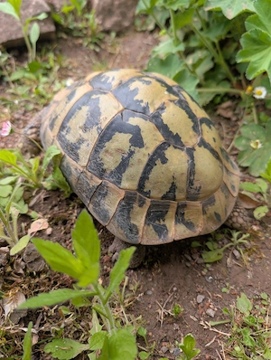 Griechische Landschildkröte, Weibchen