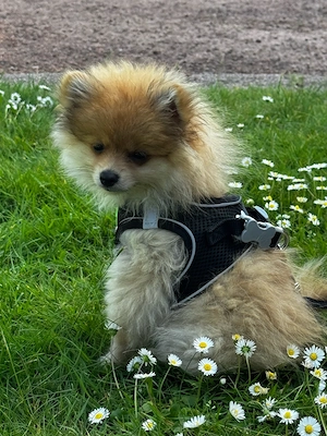  Zwergspitz   Pomeranian Welpe Bild 3